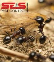SES Ant Control Melbourne image 4